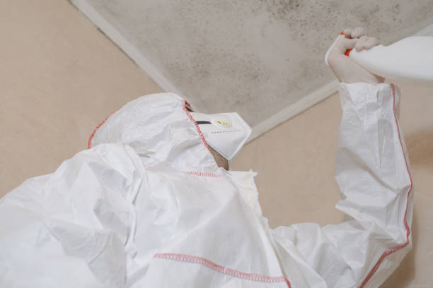 Best Residential Mold Removal  in Pine Lawn, MO