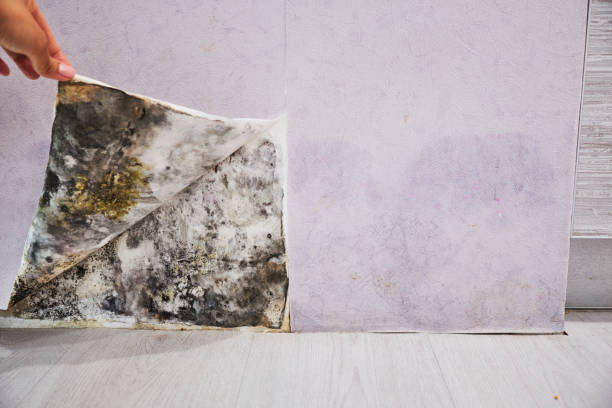 Best Mold Removal Specialists  in Pine Lawn, MO